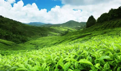 নুওয়ারা ইলিয়া